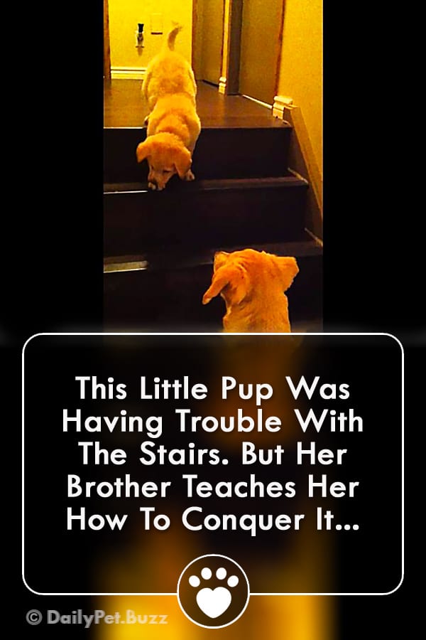 This Little Pup Was Having Trouble With The Stairs. But Her Brother Teaches Her How To Conquer It...