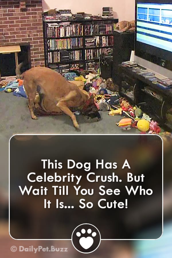 This Dog Has A Celebrity Crush. But Wait Till You See Who It Is... So Cute!