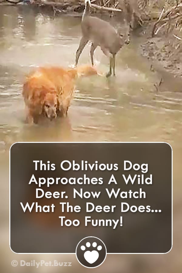 This Oblivious Dog Approaches A Wild Deer. Now Watch What The Deer Does... Too Funny!