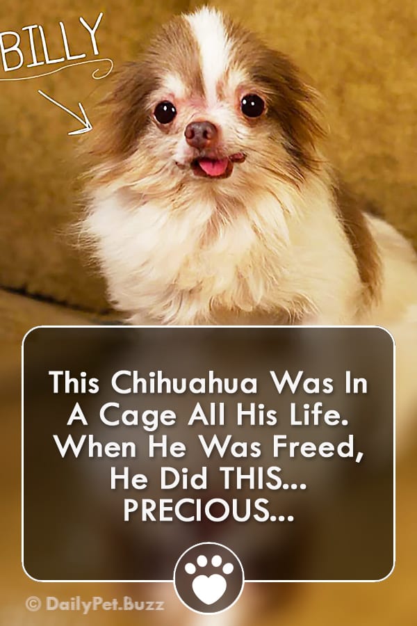 This Chihuahua Was In A Cage All His Life. When He Was Freed, He Did THIS... PRECIOUS...