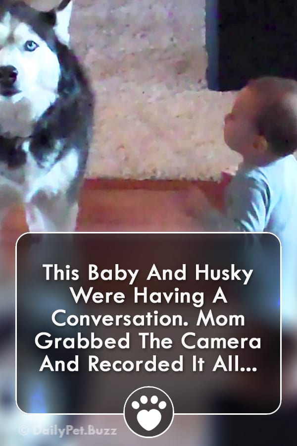 This Baby And Husky Were Having A Conversation. Mom Grabbed The Camera And Recorded It All...
