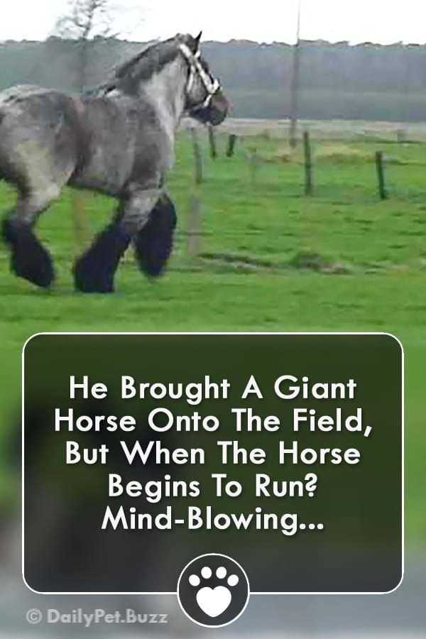 He Brought A Giant Horse Onto The Field, But When The Horse Begins To Run? Mind-Blowing...