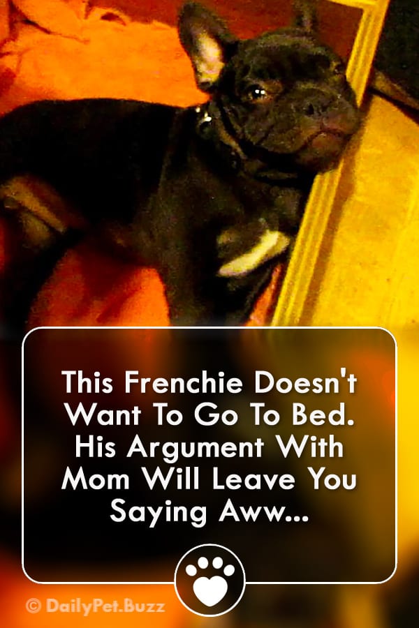 This Frenchie Doesn\'t Want To Go To Bed. His Argument With Mom Will Leave You Saying Aww...