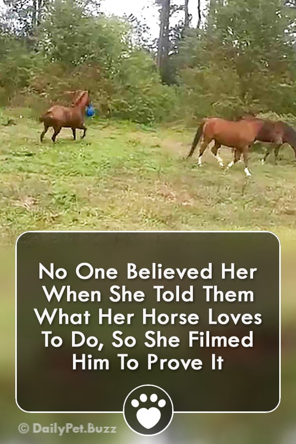 No One Believed Her When She Told Them What Her Horse Loves To Do, So She Filmed Him To Prove It