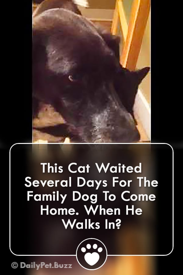 This Cat Waited Several Days For The Family Dog To Come Home. When He Walks In?
