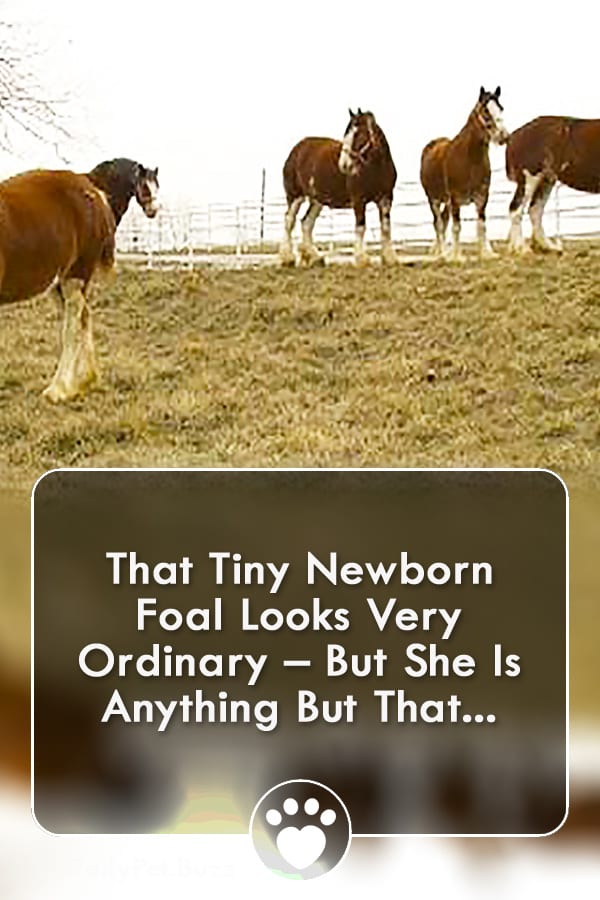 That Tiny Newborn Foal Looks Very Ordinary – But She Is Anything But That...