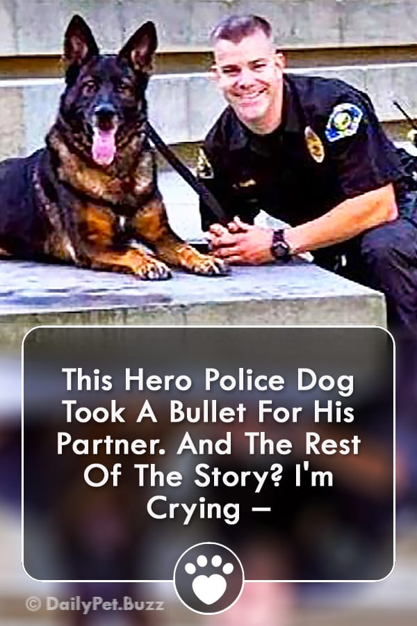 This Hero Police Dog Took A Bullet For His Partner. And The Rest Of The Story? I\'m Crying –