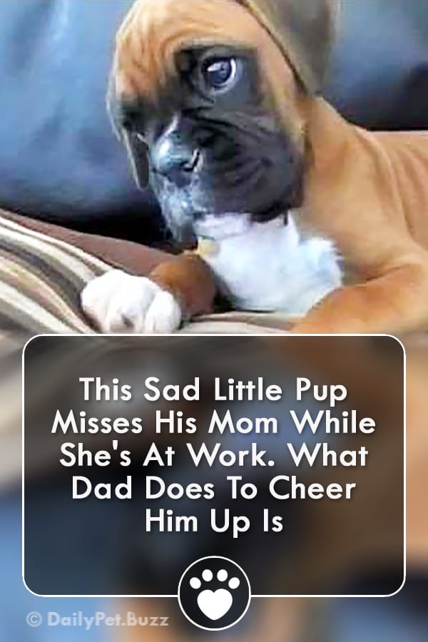 This Sad Little Pup Misses His Mom While She\'s At Work. What Dad Does To Cheer Him Up Is