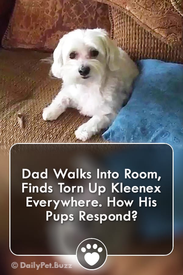 Dad Walks Into Room, Finds Torn Up Kleenex Everywhere. How His Pups Respond?