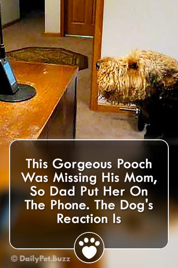 This Gorgeous Pooch Was Missing His Mom, So Dad Put Her On The Phone. The Dog\'s Reaction Is