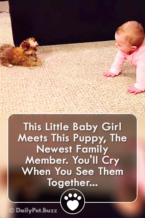 This Little Baby Girl Meets This Puppy, The Newest Family Member. You\'ll Cry When You See Them Together...