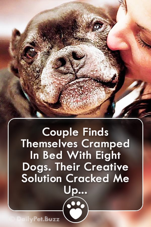 Couple Finds Themselves Cramped In Bed With Eight Dogs. Their Creative Solution Cracked Me Up...