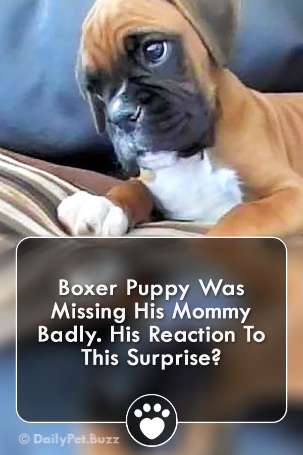 Boxer Puppy Was Missing His Mommy Badly. His Reaction To This Surprise?