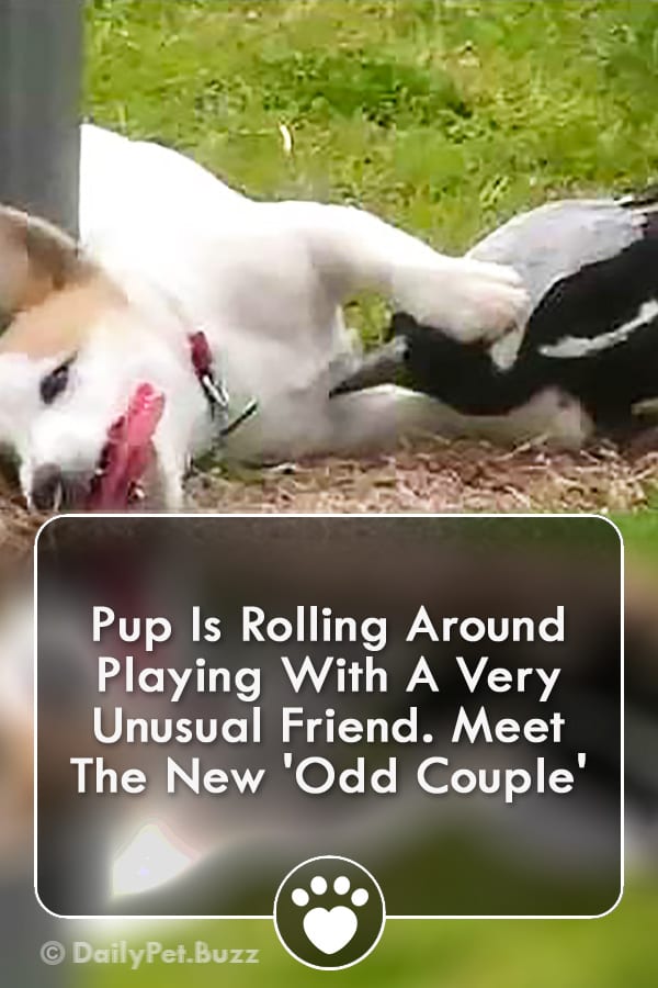 Pup Is Rolling Around Playing With A Very Unusual Friend. Meet The New \'Odd Couple\'