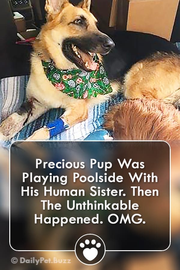 Precious Pup Was Playing Poolside With His Human Sister. Then The Unthinkable Happened. OMG.