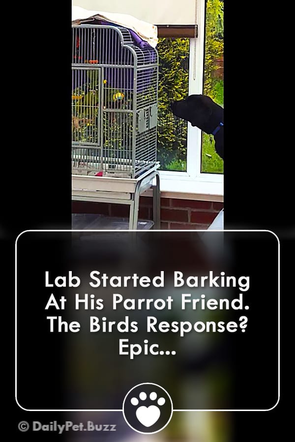 Lab Started Barking At His Parrot Friend. The Birds Response? Epic...