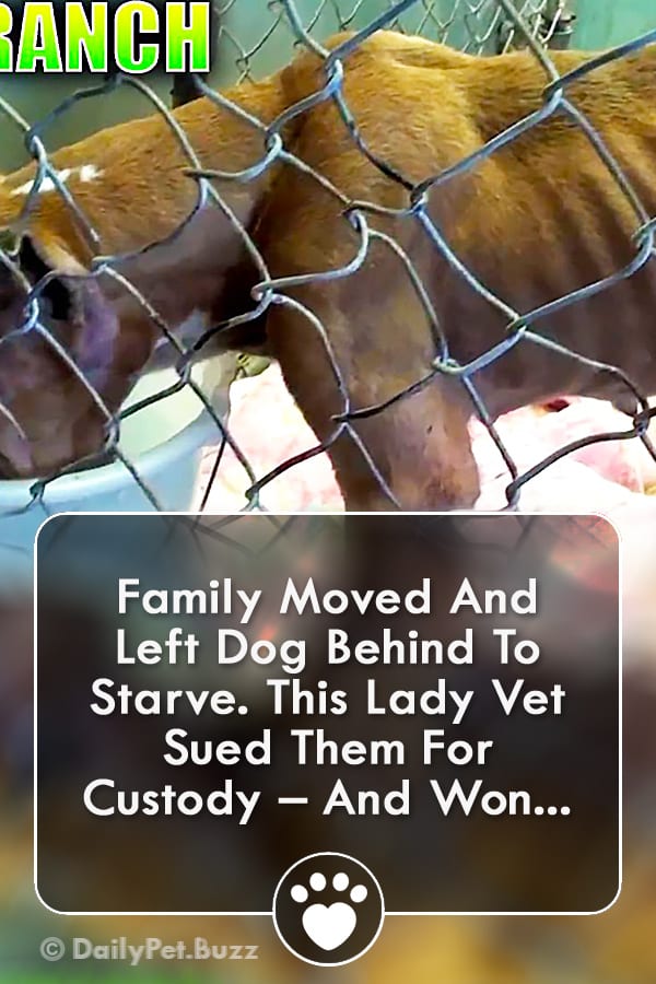 Family Moved And Left Dog Behind To Starve. This Lady Vet Sued Them For Custody – And Won...