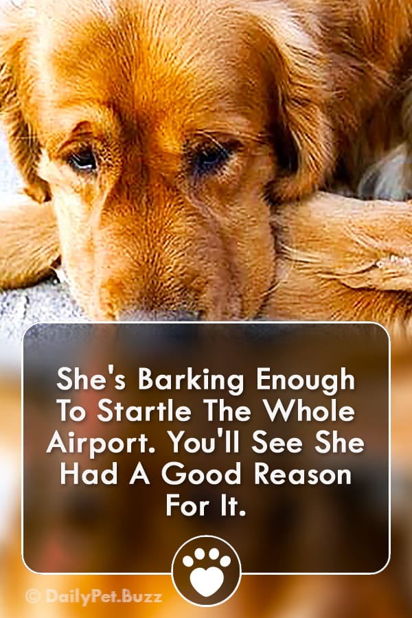 She\'s Barking Enough To Startle The Whole Airport. You\'ll See She Had A Good Reason For It.