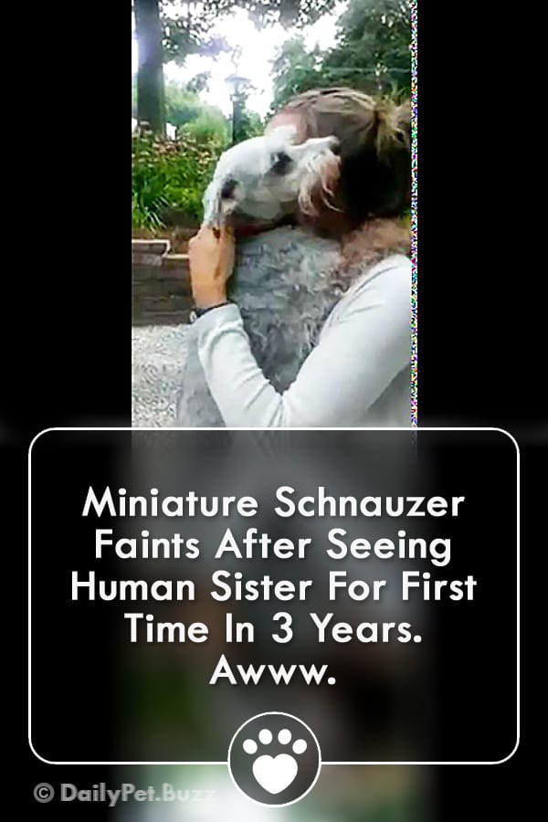 Miniature Schnauzer Faints After Seeing Human Sister For First Time In 3 Years. Awww.