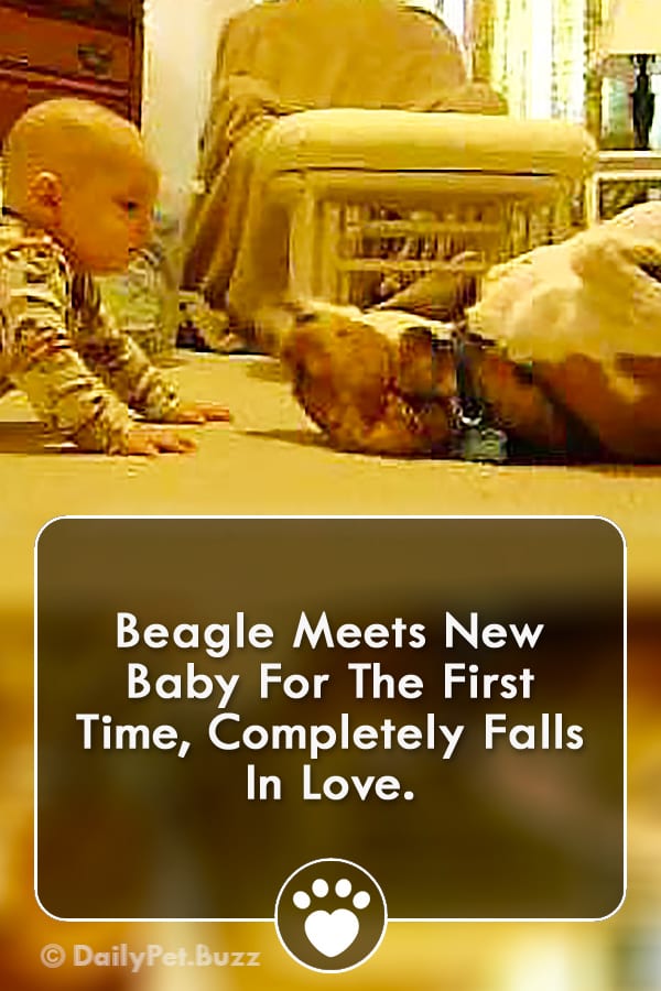 Beagle Meets New Baby For The First Time, Completely Falls In Love.