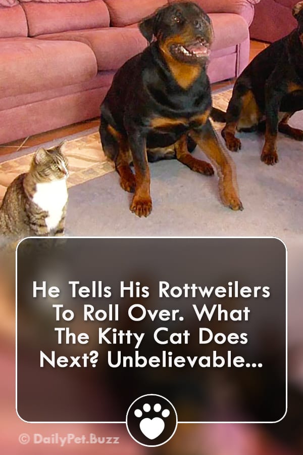 He Tells His Rottweilers To Roll Over. What The Kitty Cat Does Next? Unbelievable...