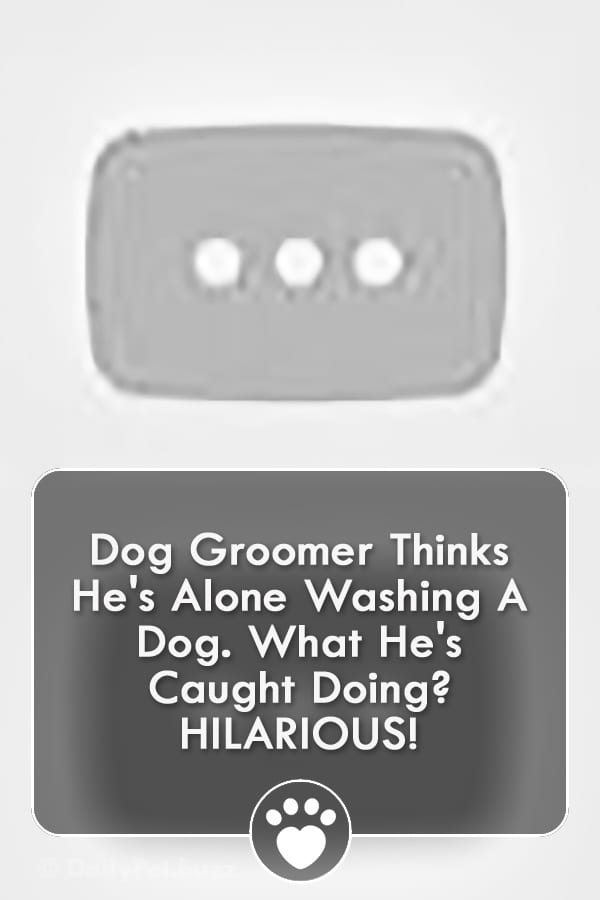 Dog Groomer Thinks He\'s Alone Washing A Dog. What He\'s Caught Doing? HILARIOUS!