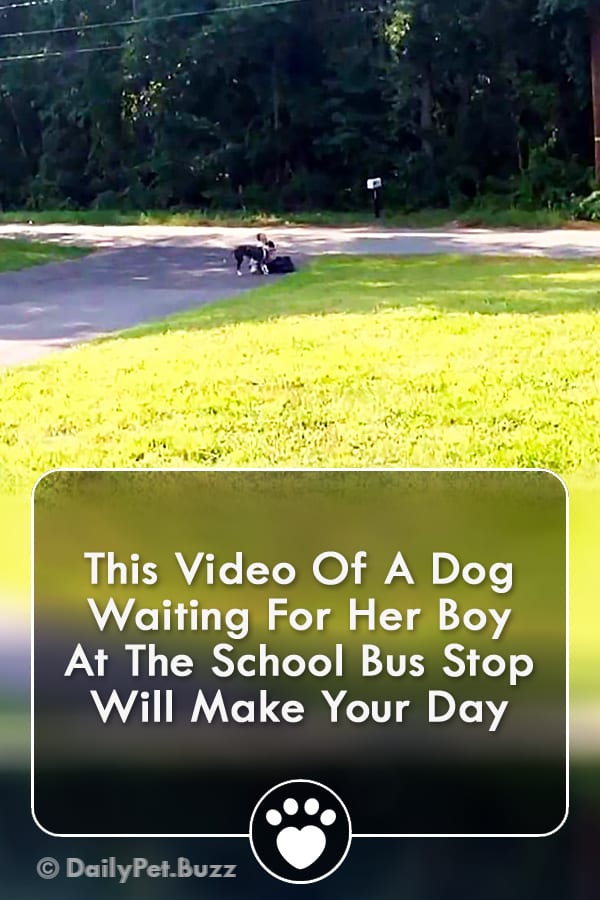 This Video Of A Dog Waiting For Her Boy At The School Bus Stop Will Make Your Day