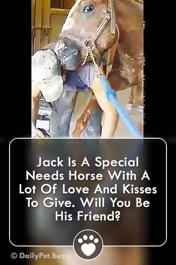 Jack Is A Special Needs Horse With A Lot Of Love And Kisses To Give. Will You Be His Friend?