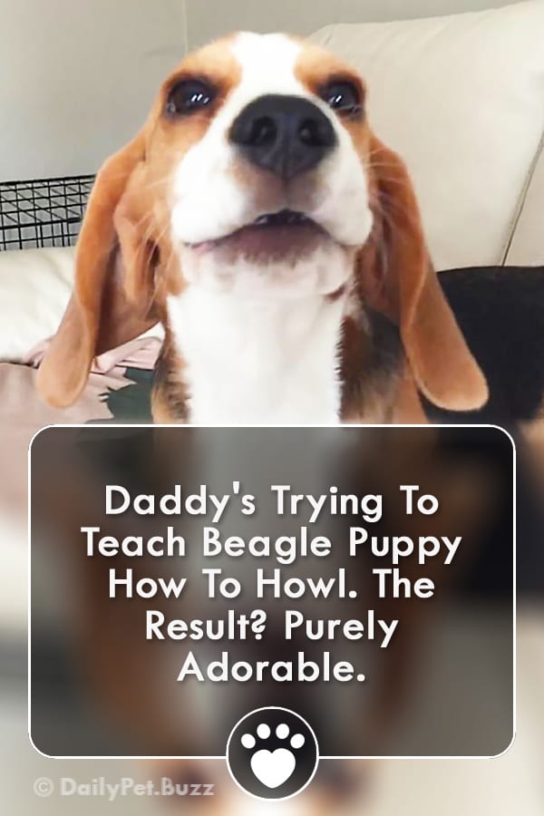 Daddy\'s Trying To Teach Beagle Puppy How To Howl. The Result? Purely Adorable.