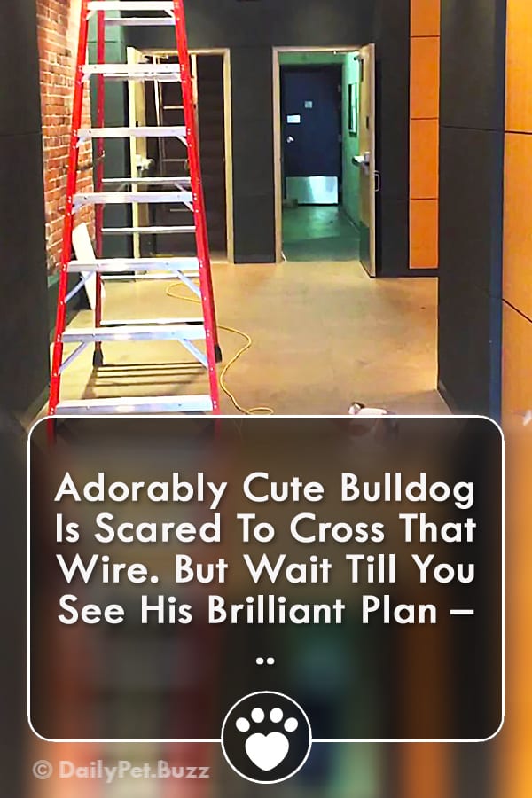 Adorably Cute Bulldog Is Scared To Cross That Wire. But Wait Till You See His Brilliant Plan – ..