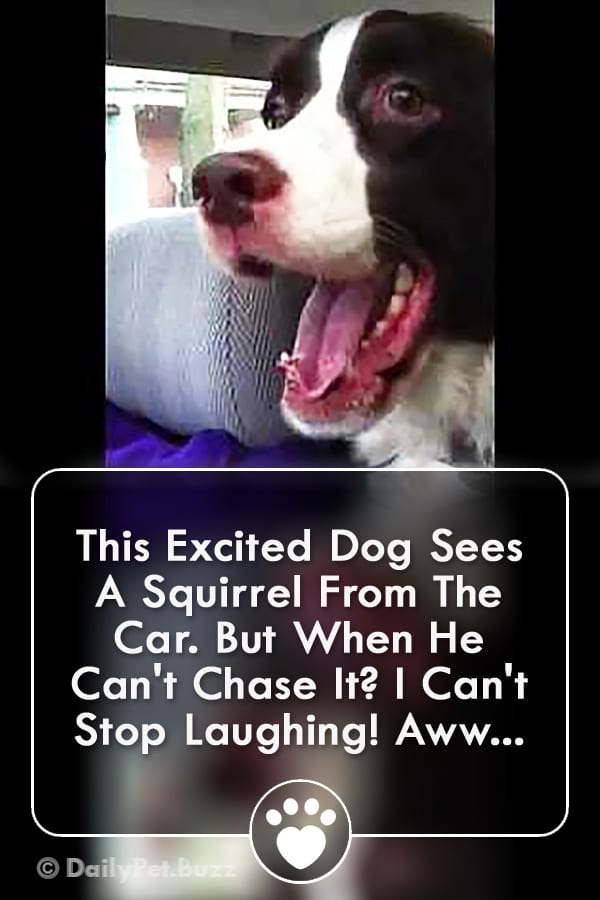 This Excited Dog Sees A Squirrel From The Car. But When He Can\'t Chase It? I Can\'t Stop Laughing! Aww...