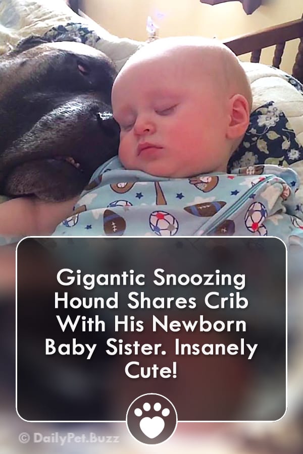 Gigantic Snoozing Hound Shares Crib With His Newborn Baby Sister. Insanely Cute!