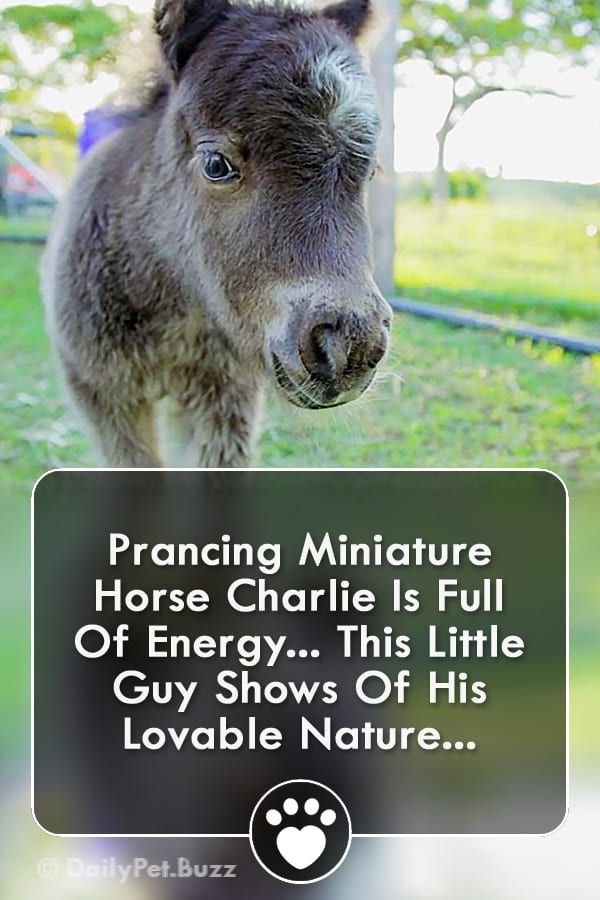 Prancing Miniature Horse Charlie Is Full Of Energy... This Little Guy Shows Of His Lovable Nature...