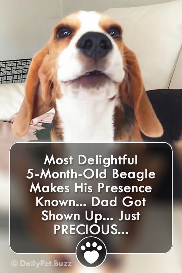 Most Delightful 5-Month-Old Beagle Makes His Presence Known... Dad Got Shown Up... Just PRECIOUS...