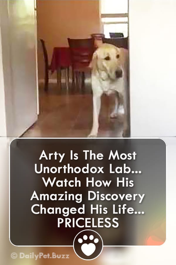 Arty Is The Most Unorthodox Lab... Watch How His Amazing Discovery Changed His Life... PRICELESS