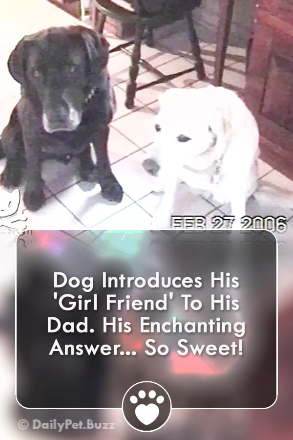 Dog Introduces His \'Girl Friend\' To His Dad. His Enchanting Answer... So Sweet!