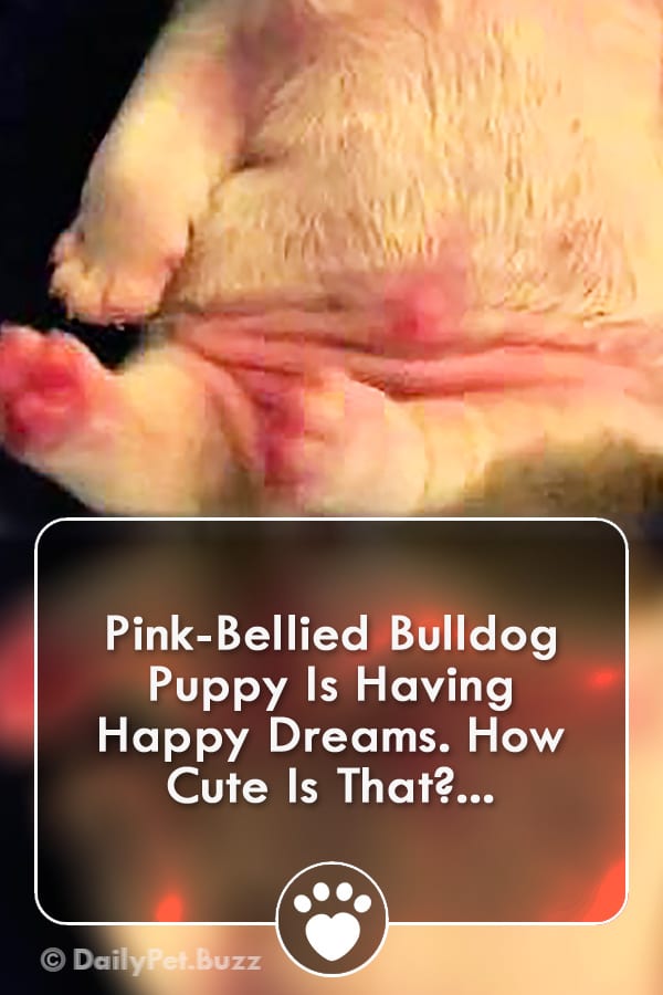 Pink-Bellied Bulldog Puppy Is Having Happy Dreams. How Cute Is That?...