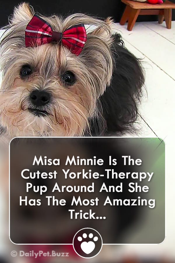 Misa Minnie Is The Cutest Yorkie-Therapy Pup Around And She Has The Most Amazing Trick...