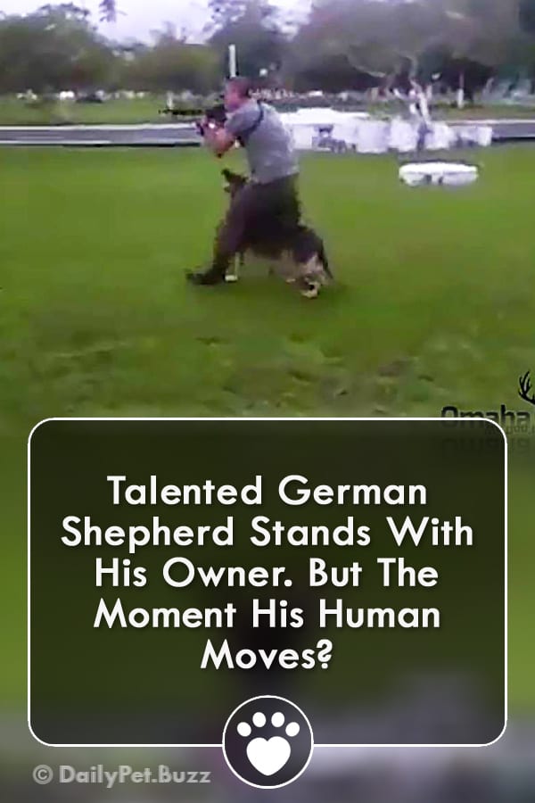 Talented German Shepherd Stands With His Owner. But The Moment His Human Moves?