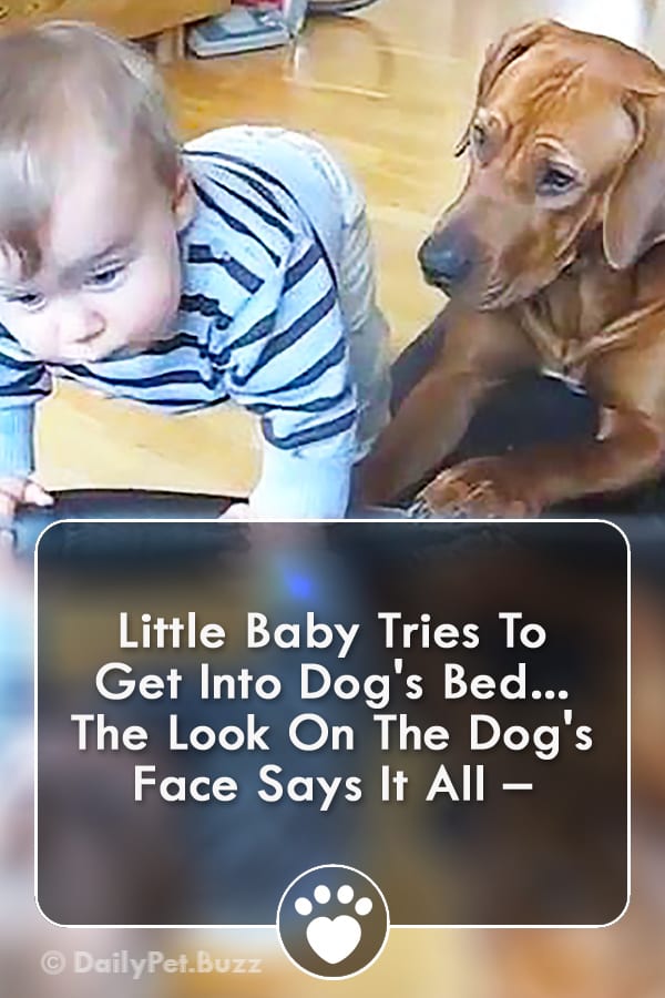 Little Baby Tries To Get Into Dog\'s Bed... The Look On The Dog\'s Face Says It All –