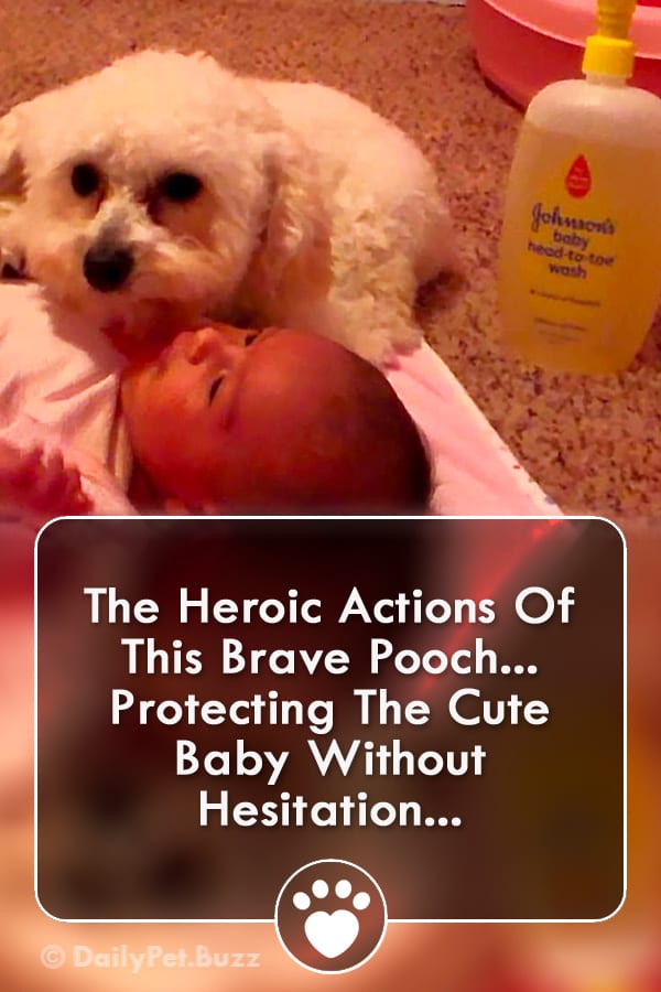 The Heroic Actions Of This Brave Pooch... Protecting The Cute Baby Without Hesitation...