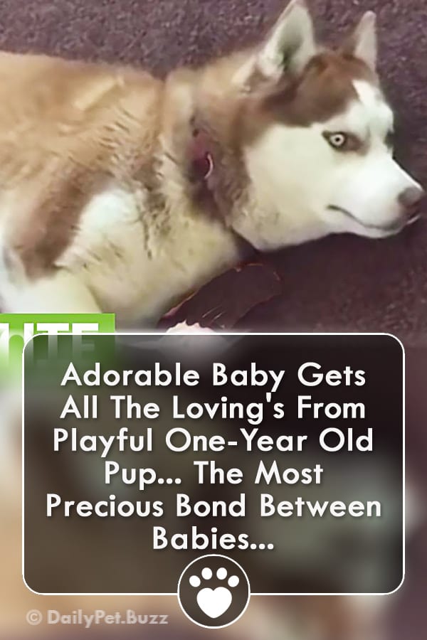 Adorable Baby Gets All The Loving\'s From Playful One-Year Old Pup... The Most Precious Bond Between Babies...