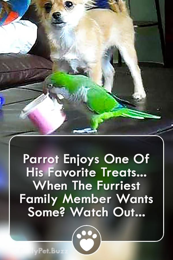 Parrot Enjoys One Of His Favorite Treats... When The Furriest Family Member Wants Some? Watch Out...