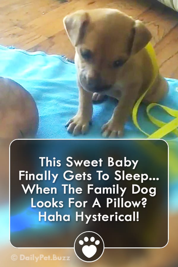 This Sweet Baby Finally Gets To Sleep... When The Family Dog Looks For A Pillow? Haha Hysterical!