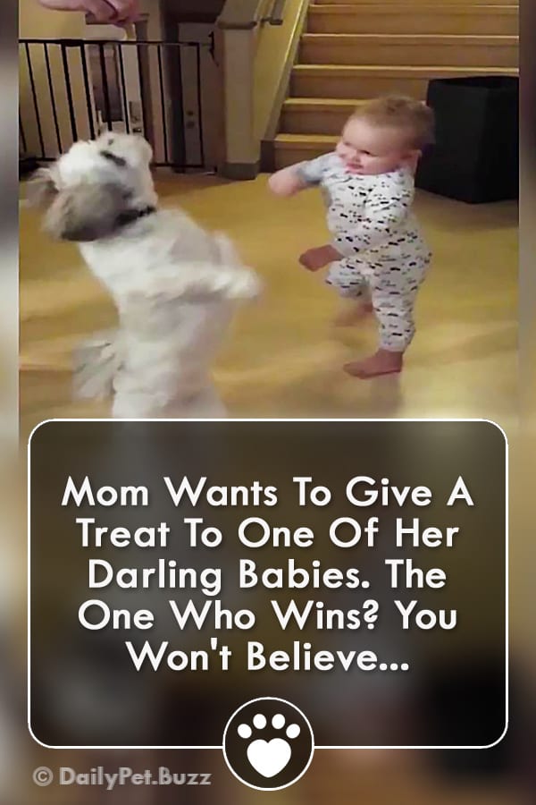 Mom Wants To Give A Treat To One Of Her Darling Babies. The One Who Wins? You Won\'t Believe...