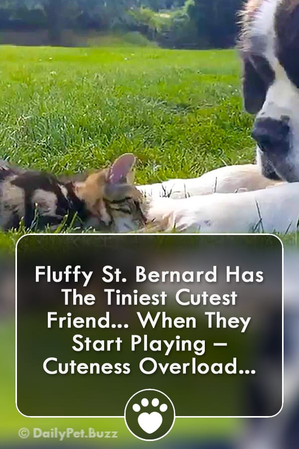 Fluffy St. Bernard Has The Tiniest Cutest Friend... When They Start Playing – Cuteness Overload...