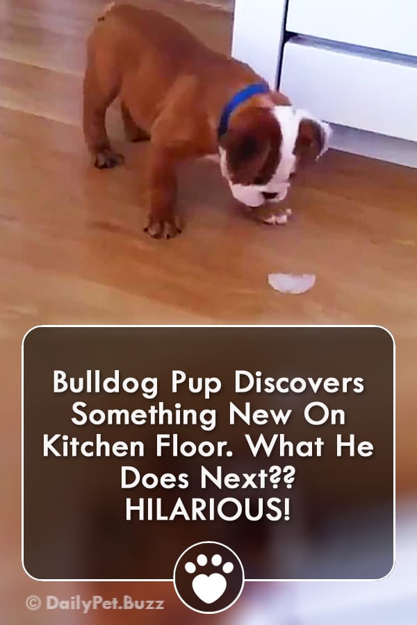 Bulldog Pup Discovers Something New On Kitchen Floor. What He Does Next?? HILARIOUS!