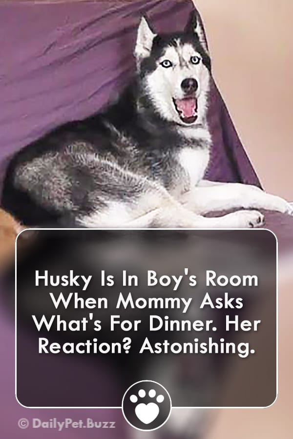 Husky Is In Boy\'s Room When Mommy Asks What\'s For Dinner. Her Reaction? Astonishing.