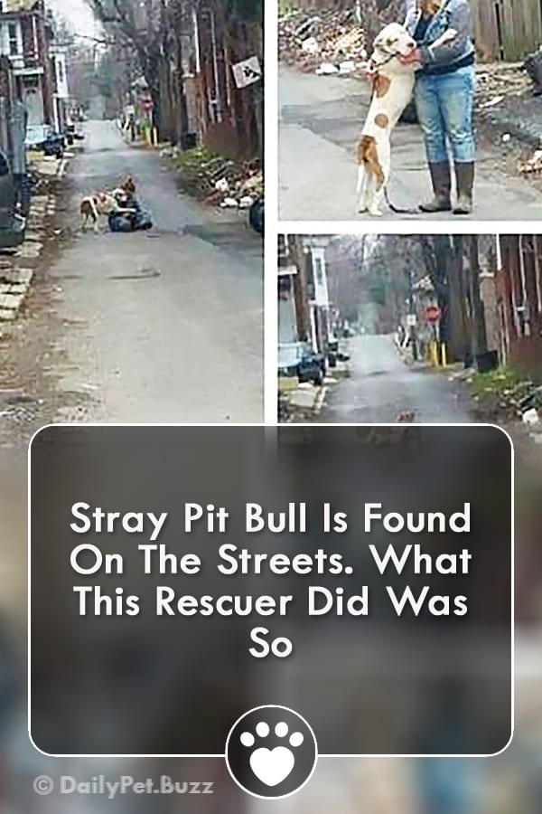 Stray Pit Bull Is Found On The Streets. What This Rescuer Did Was So