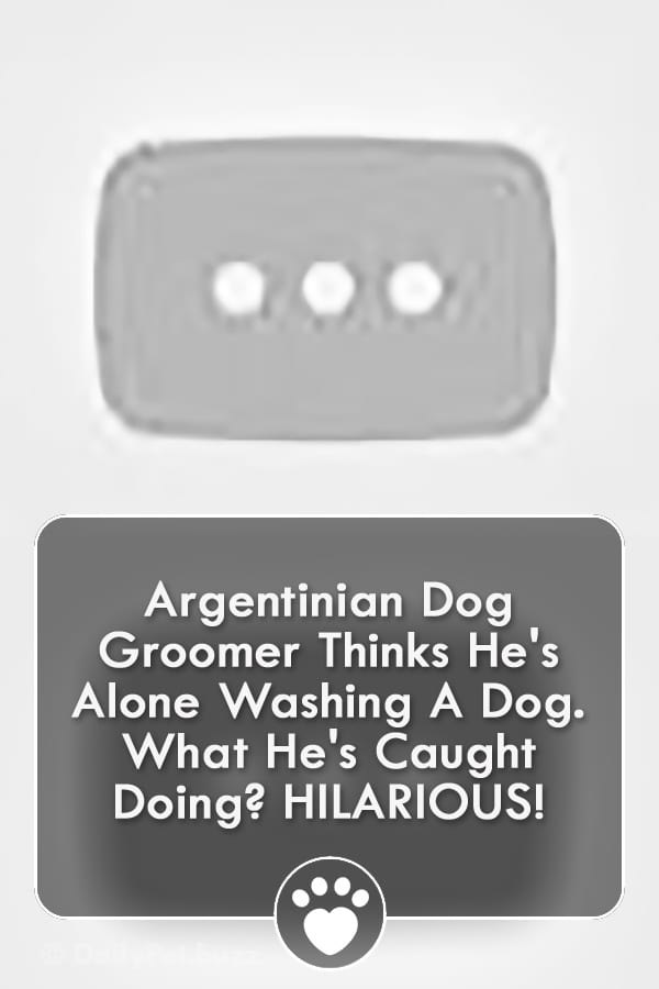 Argentinian Dog Groomer Thinks He\'s Alone Washing A Dog. What He\'s Caught Doing? HILARIOUS!